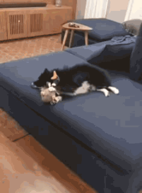 a black and white dog is sleeping on a blue couch .