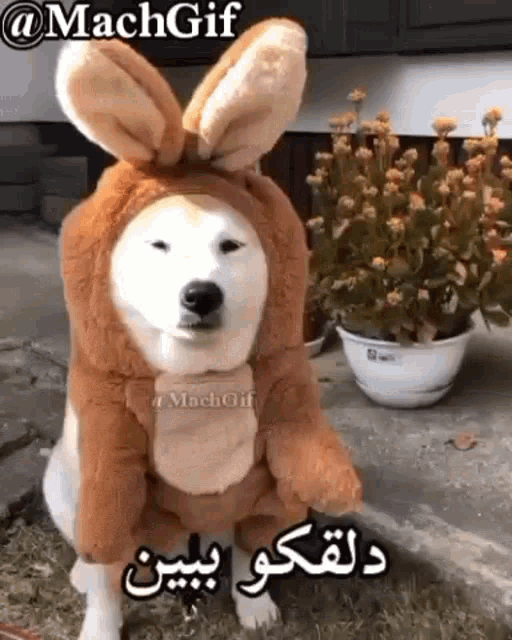 a dog wearing a kangaroo costume with bunny ears is sitting in front of a potted plant .