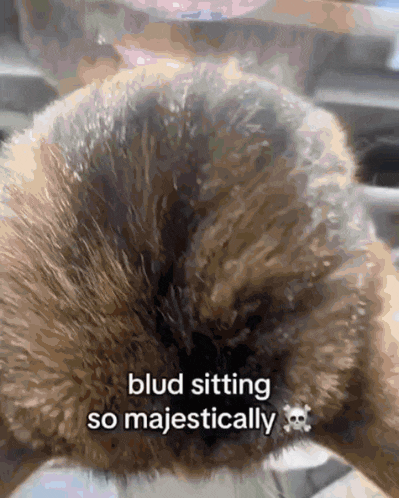 a close up of a dog 's tail with the words blud sitting so majestically below it