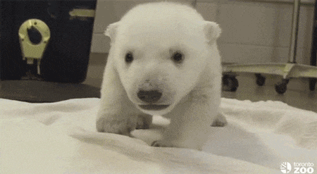 a small polar bear cub is standing on a white blanket .