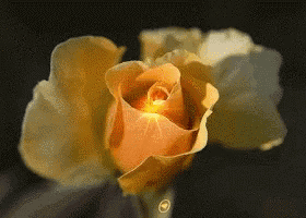 a close up of a yellow rose with a light coming out of the center