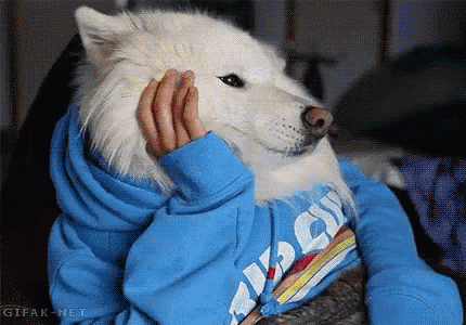 a white dog wearing a blue sweatshirt with the word thrasher on the front