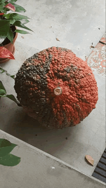 a large red and black pumpkin sits on a concrete floor