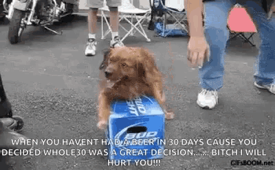 a dog is sitting on top of a budweiser bottle