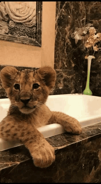 a lion cub is laying in a bathtub with a vase of flowers in the background