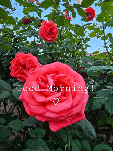 a bunch of red roses with the words good morning written on it