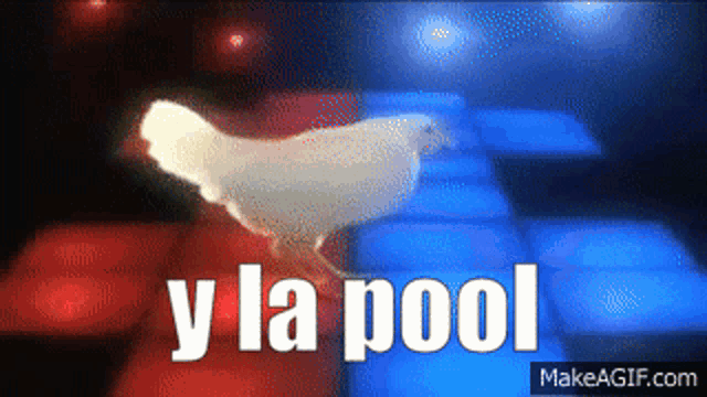 a chicken is dancing on a dance floor and the words y la pool are above it