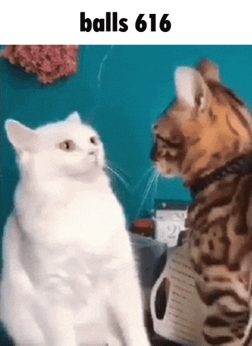 two cats are sitting next to each other and looking at each other with the words `` balls 616 '' above them .