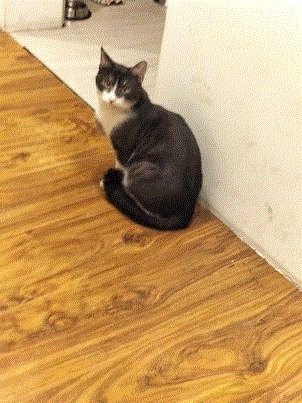 a black and white cat is sitting on a wood floor