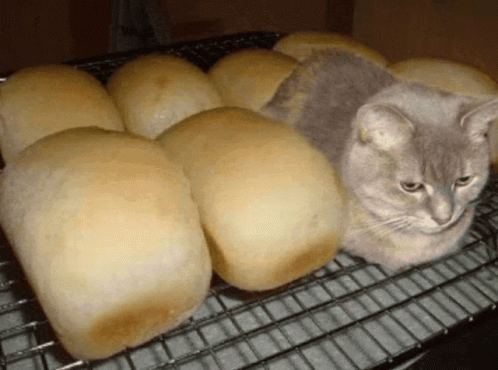 Bread Mode GIF - Bread Mode GIFs