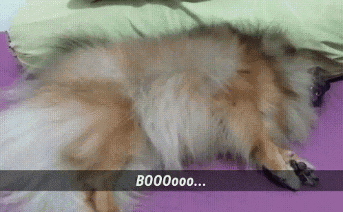 Dog Boo GIF - Dog Boo GIFs