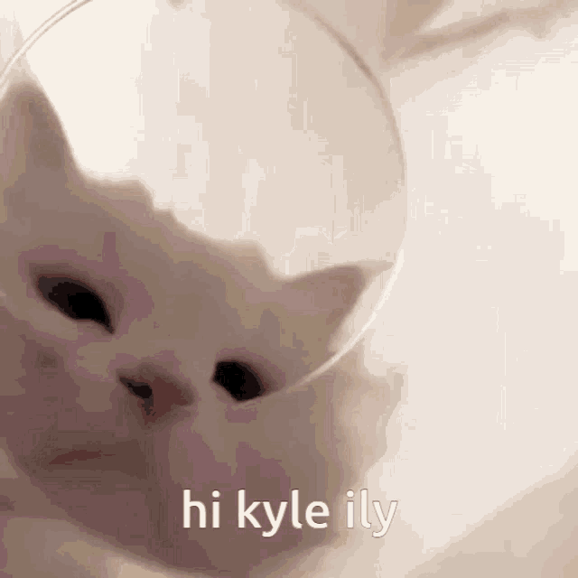 Kyle Ily Kyle GIF - Kyle Ily Kyle Hi Kyle GIFs