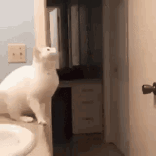 a white cat is standing on top of a bathroom sink .