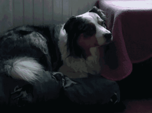 a dog laying on a bed next to a table with a pink blanket
