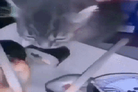 Jeloe Cat GIF - Jeloe Cat Sushi GIFs