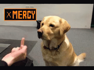 Dog Mercy GIF - Dog Mercy Cat GIFs