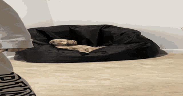 a dog laying on a black bean bag chair in a room