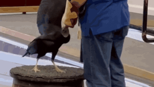 a person standing next to a black bird that is standing on a barrel