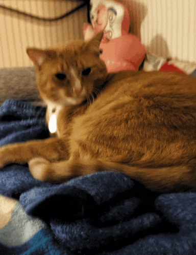 a cat is laying on a blue blanket with a stuffed animal in the background