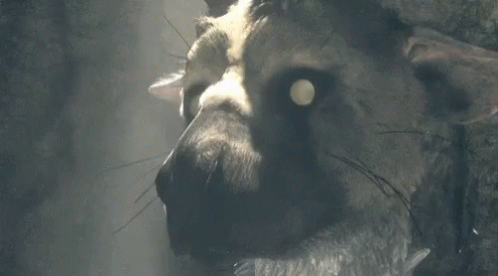 The Last Guardian Trico GIF