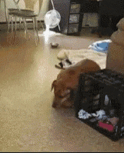 a dog is laying on the floor next to a black crate .