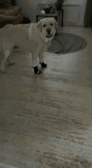 a dog in a living room with a black paw