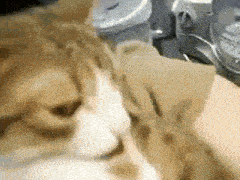 a close up of a cat laying on a bed