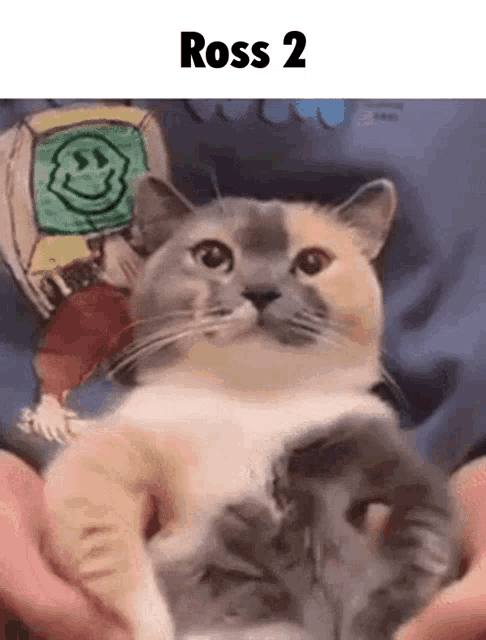 a cat is being held in someone 's hands with the words ross 2 on the bottom .
