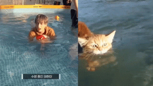 Taehyun Cat Swimming Kang Taehyun GIF - Taehyun Cat Swimming Kang Taehyun Txt GIFs
