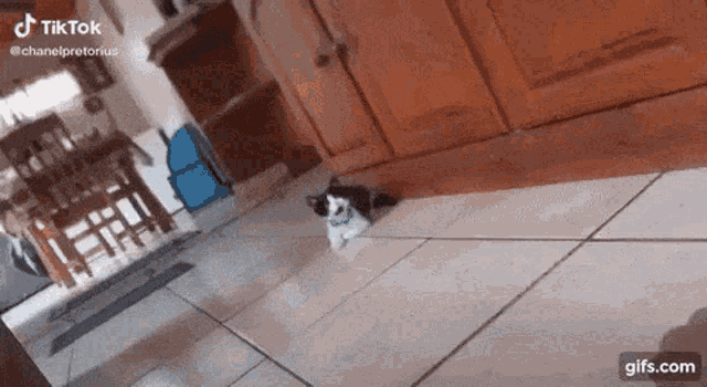 A Shocked Cat GIF - A Shocked Cat GIFs