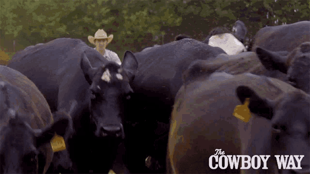 Herding Cody Harris GIF - Herding Cody Harris The Cowboy Way GIFs