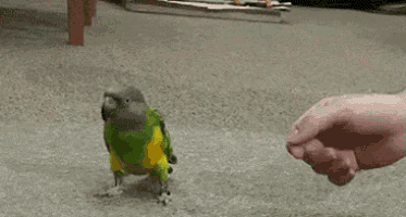 a parrot is walking towards a person 's hand on the floor .