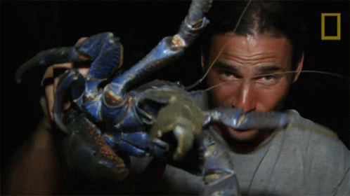 Impressed By The Crab Primal Survivor GIF - Impressed By The Crab Primal Survivor Luring In The Coconut Crab GIFs