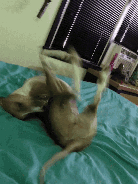 a dog laying on its back on a bed with green sheets