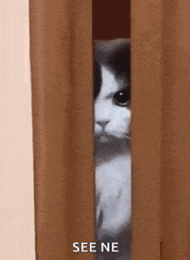 a cat is peeking out from behind a curtain and saying `` see me '' .