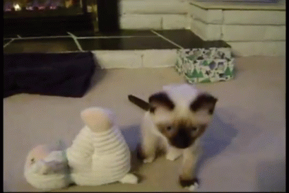 Pay Attention To Meeeee GIF - Cats Kittens Meow GIFs