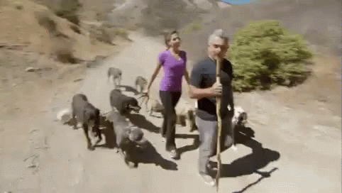 Cesar Millan GIF - Cesar Millan Pack Leader Dog Whisperer GIFs