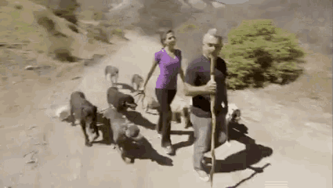 a man and a woman are walking a herd of sheep down a dirt road .