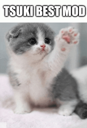 a gray and white kitten is sitting on a pink blanket with the words tsuki best mod written above it