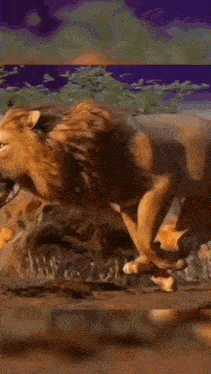 a close up of a lion 's face with its mouth open