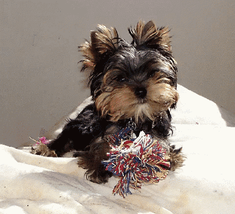 a small dog laying on a white blanket with a colorful toy in its mouth