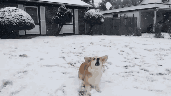 a dog standing in the snow in front of a house .