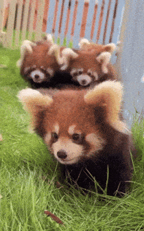 three red pandas are walking in the grass together