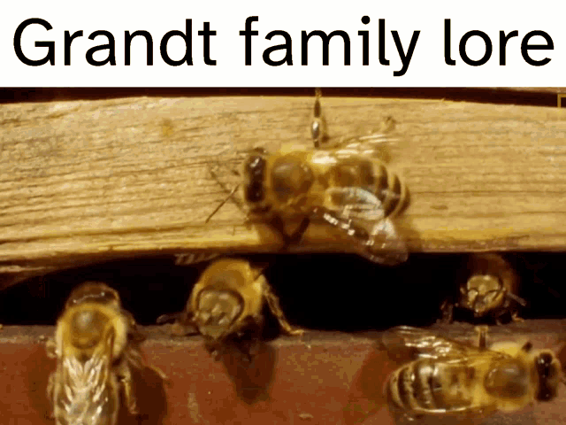 Grandt Family Lore Not Joking GIF - Grandt Family Lore Not Joking Bee GIFs