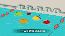 a cartoon of a swimming pool with buoys and the words two weeks later on the bottom