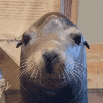 a close up of a seal 's face in front of a sign that says ' united states ' on it