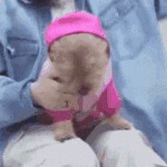 a person is holding a small dog wearing a pink shirt and hat .
