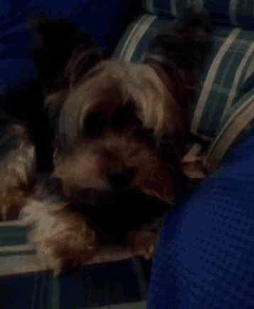 a small dog is laying down on a blue and green striped couch