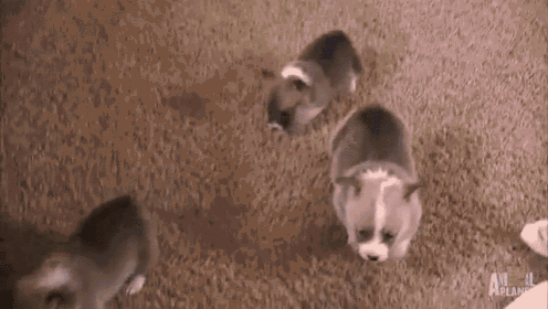 The Grand Finale: A Double Somersault In Perfect Unison! GIF - Somersault Puppies Corgis GIFs