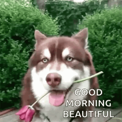 Good Morning Beautiful Dog GIF - Good Morning Beautiful Dog Greetings GIFs
